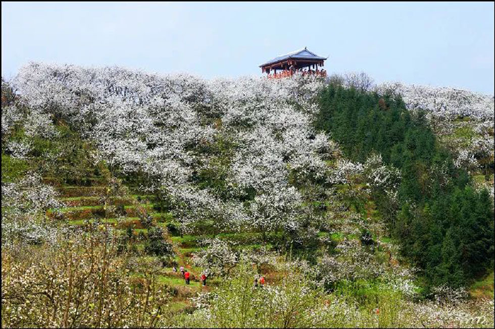 【春天，广西桂林灌阳县向您发出邀请！】我们在灌阳看梨花 - 游山玩水 - 通化生活社区 - 通化28生活网 th.28life.net