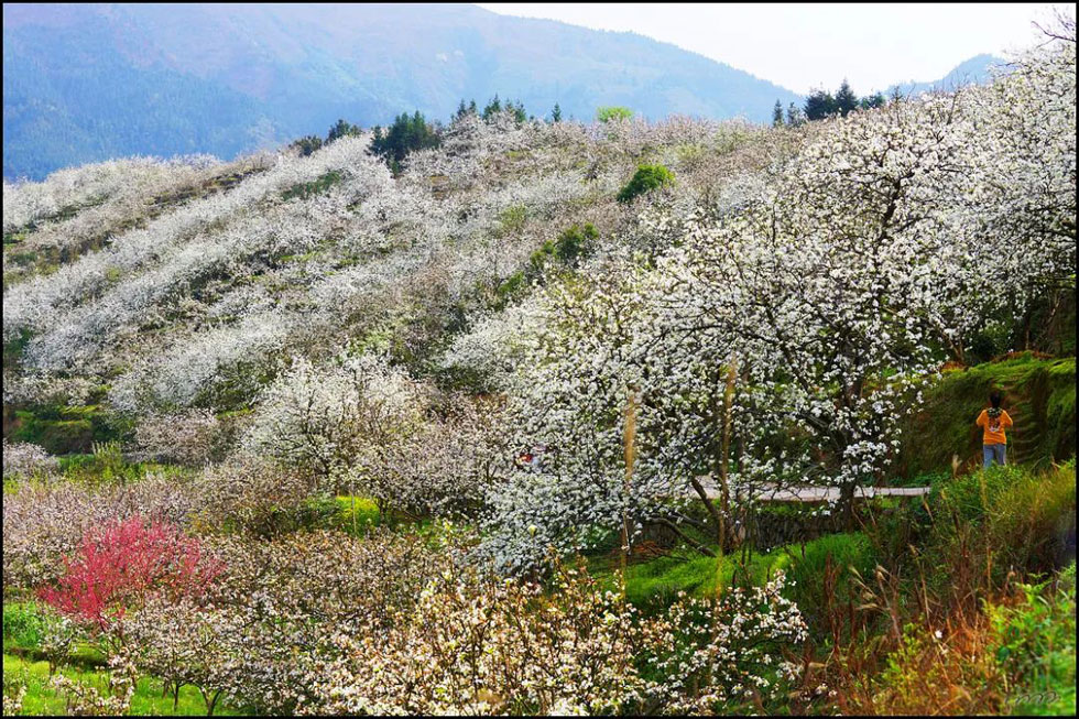【春天，广西桂林灌阳县向您发出邀请！】我们在灌阳看梨花 - 游山玩水 - 通化生活社区 - 通化28生活网 th.28life.net