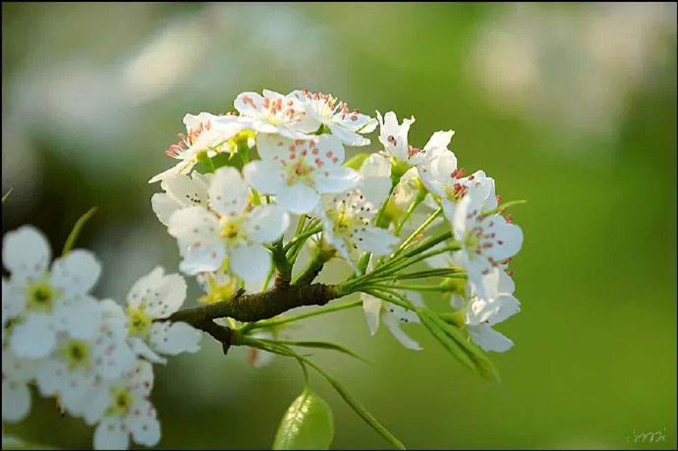 【春天，广西桂林灌阳县向您发出邀请！】我们在灌阳看梨花 - 游山玩水 - 通化生活社区 - 通化28生活网 th.28life.net