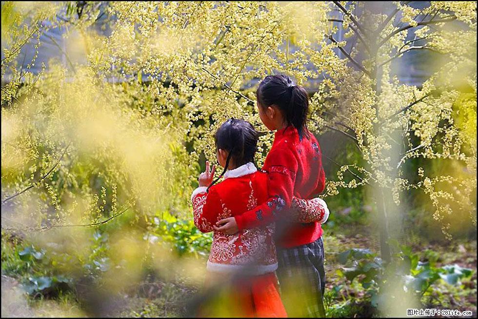 【春天，广西桂林灌阳县向您发出邀请！】米珠山前有片山苍子花在飘香 - 游山玩水 - 通化生活社区 - 通化28生活网 th.28life.net