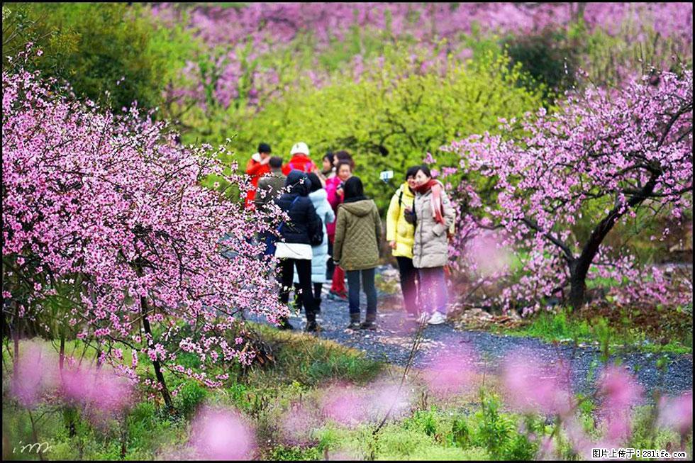 【春天，广西桂林灌阳县向您发出邀请！】官庄村有个醉美的桃花园 - 游山玩水 - 通化生活社区 - 通化28生活网 th.28life.net