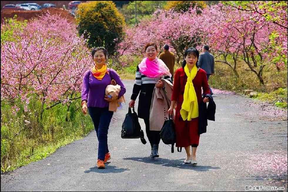 【春天，广西桂林灌阳县向您发出邀请！】官庄村有个醉美的桃花园 - 游山玩水 - 通化生活社区 - 通化28生活网 th.28life.net