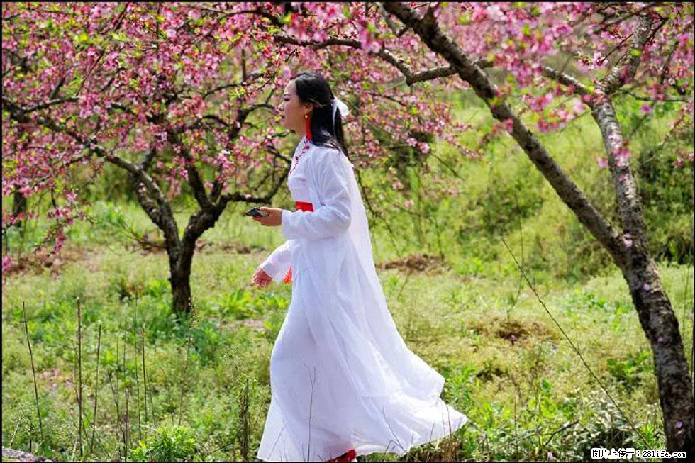 【春天，广西桂林灌阳县向您发出邀请！】官庄村有个醉美的桃花园 - 游山玩水 - 通化生活社区 - 通化28生活网 th.28life.net