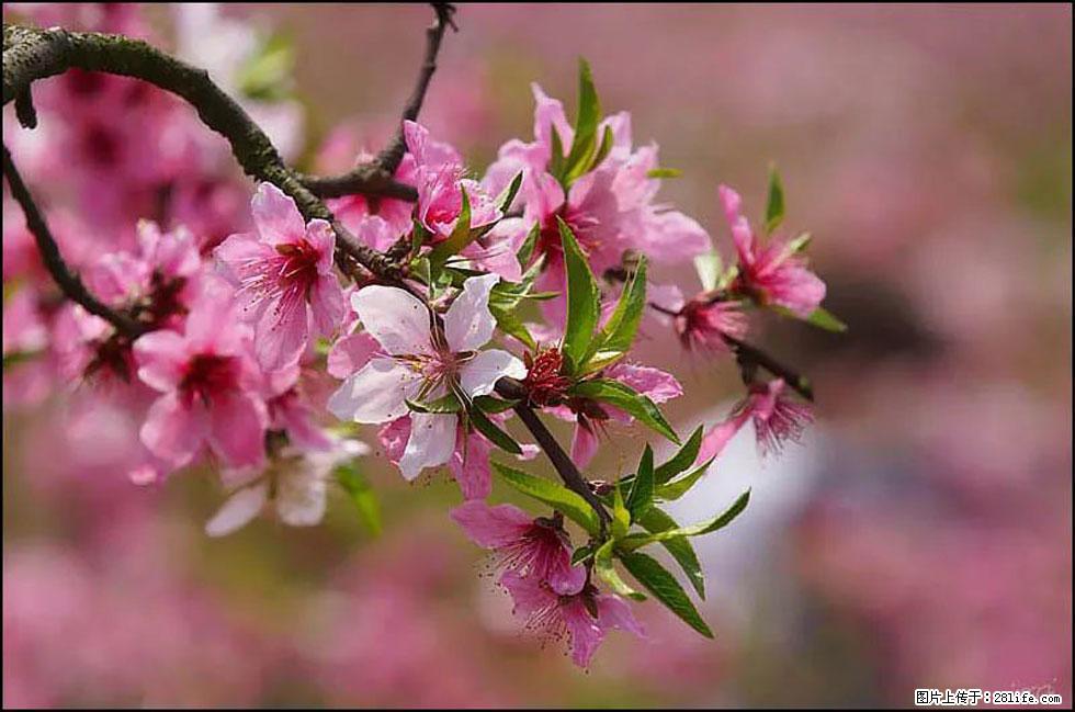 【春天，广西桂林灌阳县向您发出邀请！】官庄村有个醉美的桃花园 - 游山玩水 - 通化生活社区 - 通化28生活网 th.28life.net
