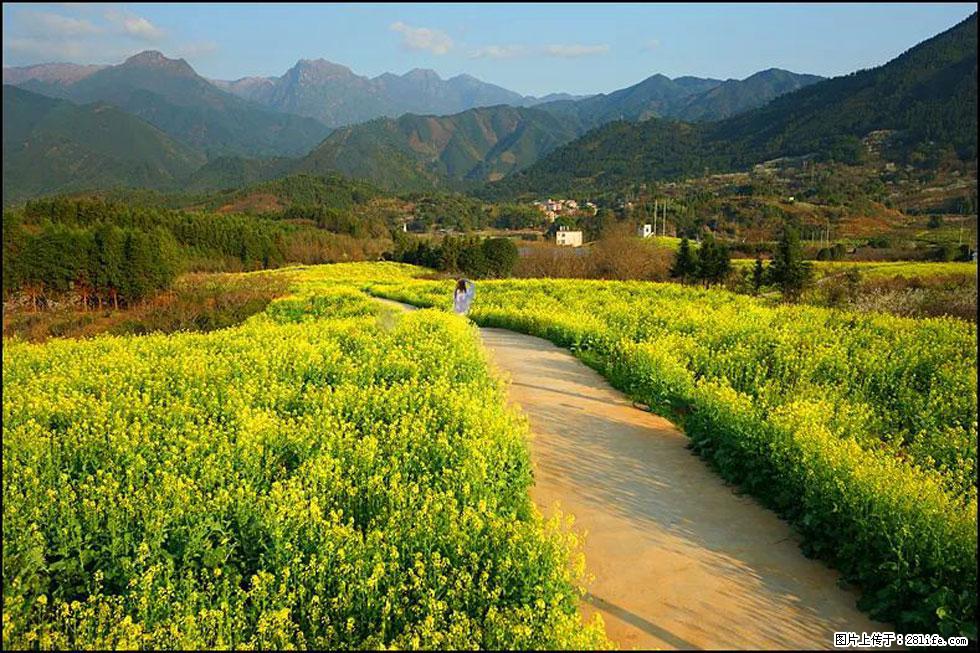 【春天，广西桂林灌阳县向您发出邀请！】长坪村油菜盛情花开 - 游山玩水 - 通化生活社区 - 通化28生活网 th.28life.net