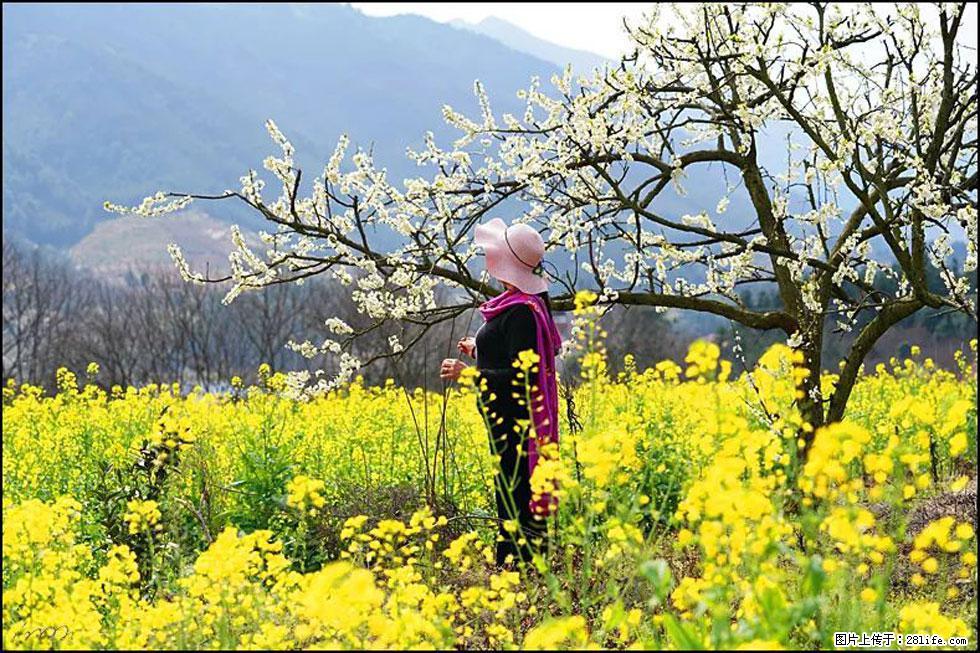 【春天，广西桂林灌阳县向您发出邀请！】长坪村油菜盛情花开 - 游山玩水 - 通化生活社区 - 通化28生活网 th.28life.net