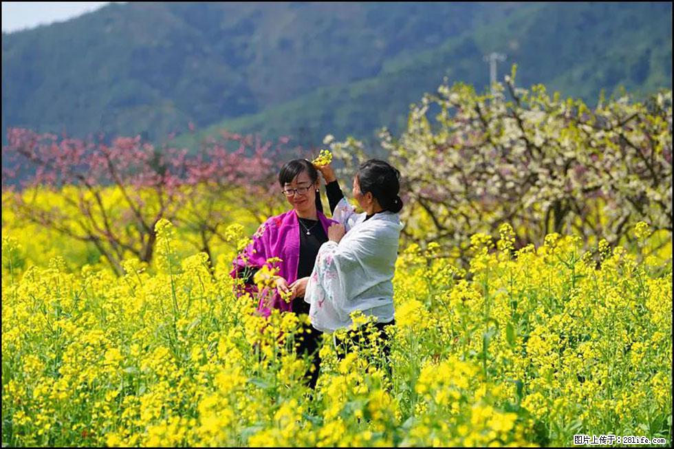 【春天，广西桂林灌阳县向您发出邀请！】长坪村油菜盛情花开 - 游山玩水 - 通化生活社区 - 通化28生活网 th.28life.net