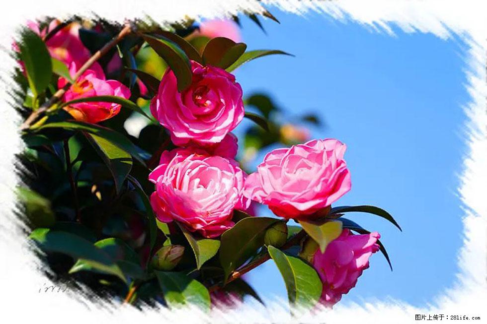 【春天，广西桂林灌阳县向您发出邀请！】杨柳井茶花惹人爱 - 游山玩水 - 通化生活社区 - 通化28生活网 th.28life.net