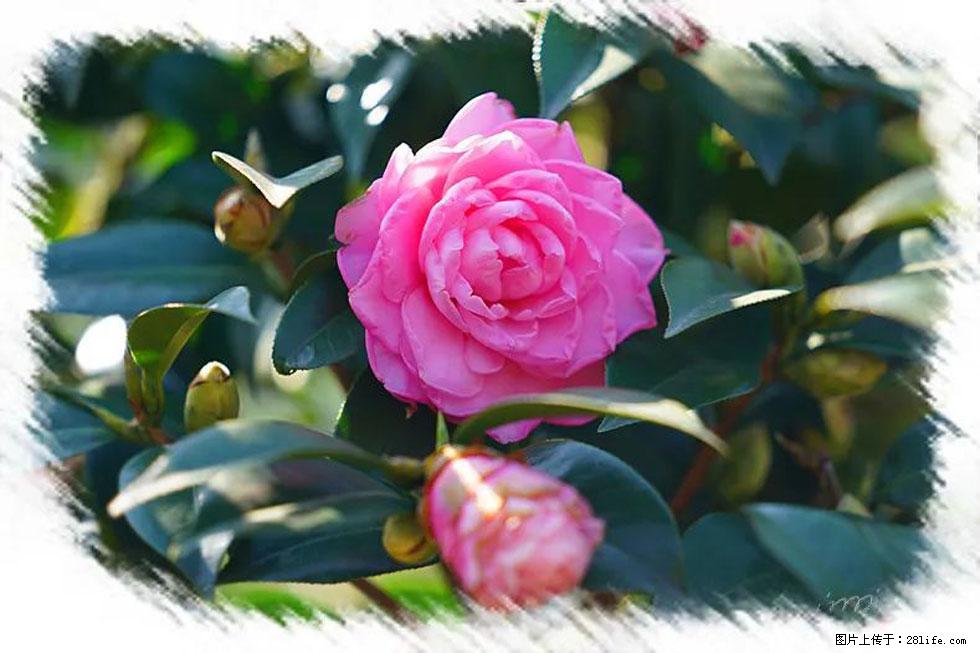 【春天，广西桂林灌阳县向您发出邀请！】杨柳井茶花惹人爱 - 游山玩水 - 通化生活社区 - 通化28生活网 th.28life.net