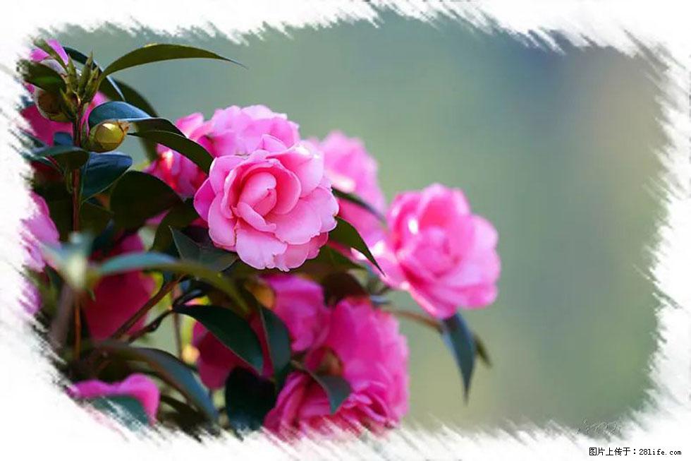 【春天，广西桂林灌阳县向您发出邀请！】杨柳井茶花惹人爱 - 游山玩水 - 通化生活社区 - 通化28生活网 th.28life.net