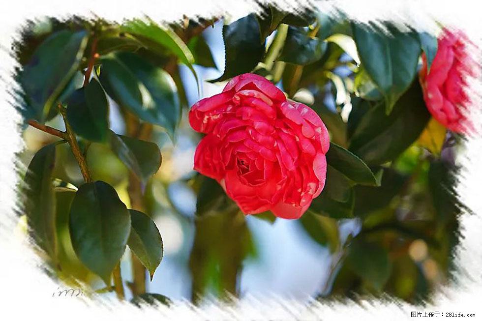 【春天，广西桂林灌阳县向您发出邀请！】杨柳井茶花惹人爱 - 游山玩水 - 通化生活社区 - 通化28生活网 th.28life.net