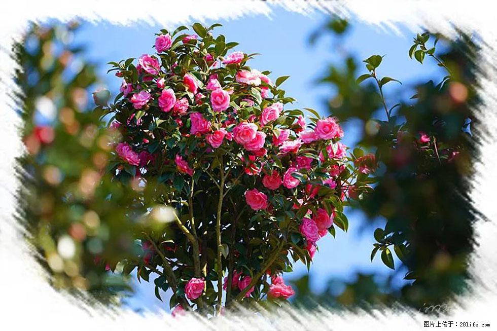 【春天，广西桂林灌阳县向您发出邀请！】杨柳井茶花惹人爱 - 游山玩水 - 通化生活社区 - 通化28生活网 th.28life.net