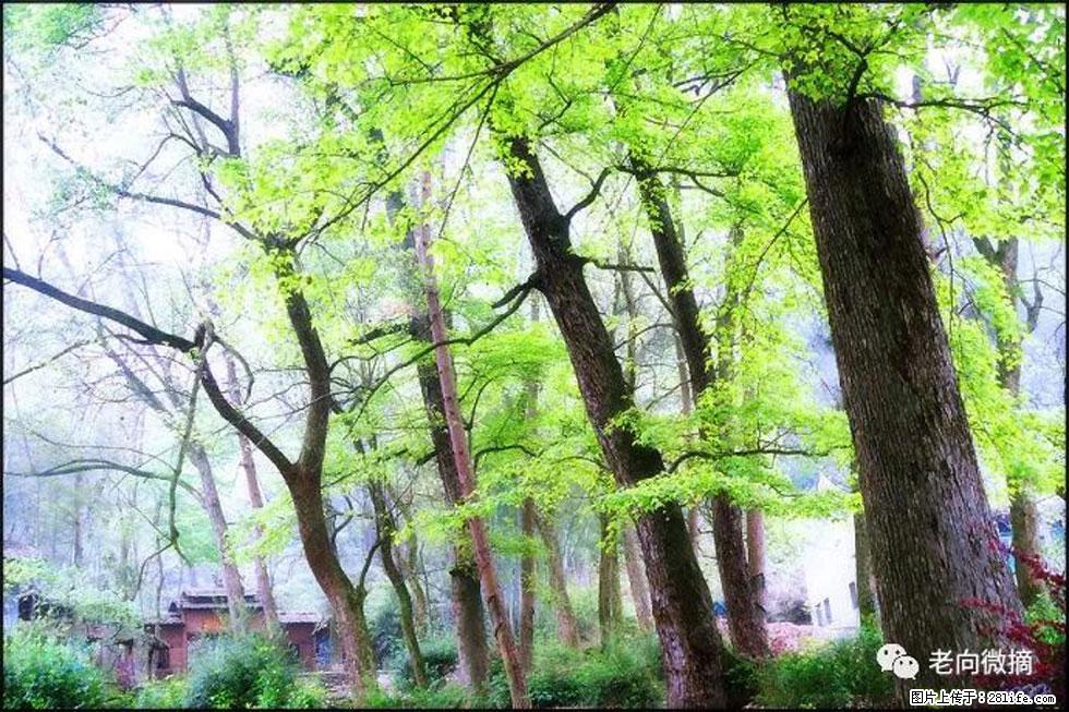【春天，广西桂林灌阳县向您发出邀请！】在小龙村与春天约会 - 游山玩水 - 通化生活社区 - 通化28生活网 th.28life.net