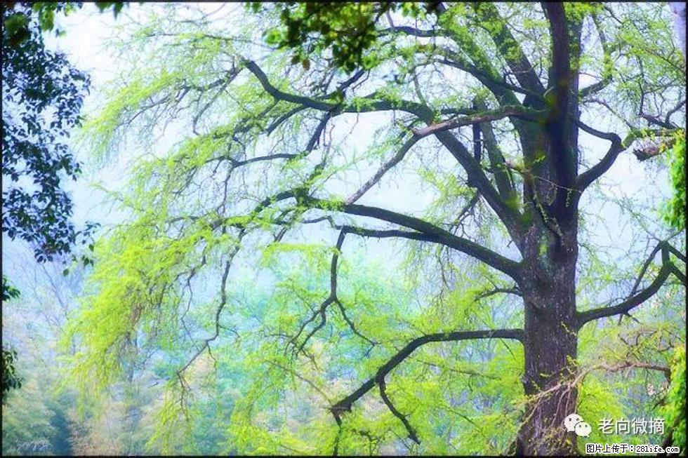 【春天，广西桂林灌阳县向您发出邀请！】在小龙村与春天约会 - 游山玩水 - 通化生活社区 - 通化28生活网 th.28life.net