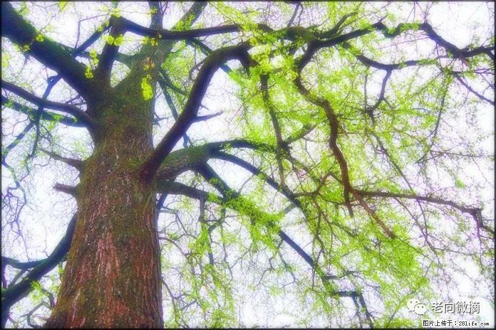 【春天，广西桂林灌阳县向您发出邀请！】在小龙村与春天约会 - 游山玩水 - 通化生活社区 - 通化28生活网 th.28life.net