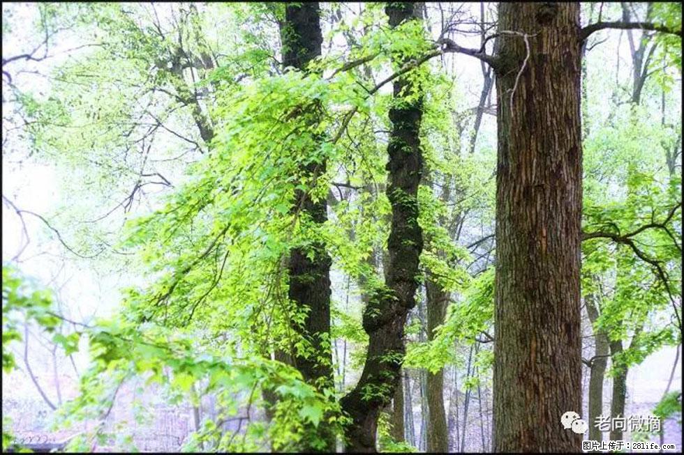 【春天，广西桂林灌阳县向您发出邀请！】在小龙村与春天约会 - 游山玩水 - 通化生活社区 - 通化28生活网 th.28life.net