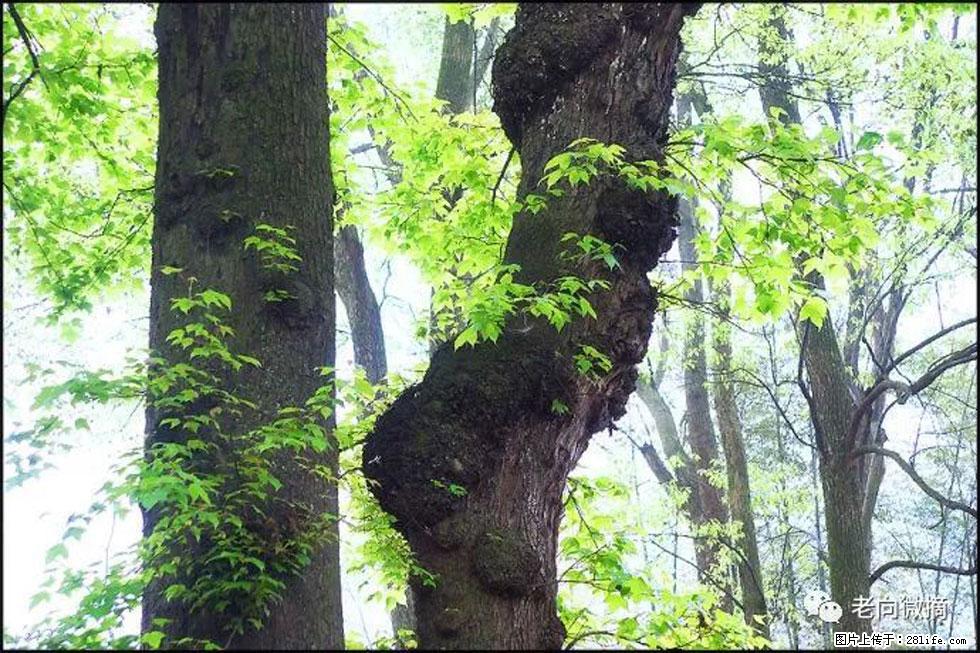 【春天，广西桂林灌阳县向您发出邀请！】在小龙村与春天约会 - 游山玩水 - 通化生活社区 - 通化28生活网 th.28life.net