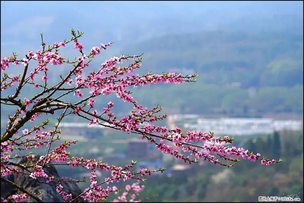 【春天，广西桂林灌阳县向您发出邀请！】望月岭上桃花开 - 游山玩水 - 通化生活社区 - 通化28生活网 th.28life.net