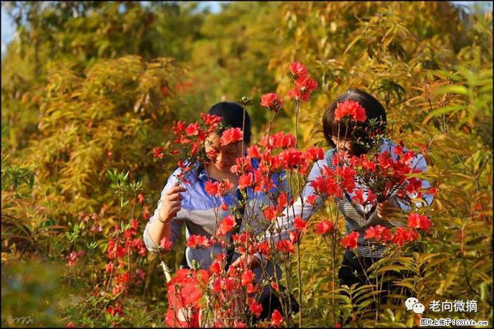 【春天，广西桂林灌阳县向您发出邀请！】登麒麟山，相约映山红 - 游山玩水 - 通化生活社区 - 通化28生活网 th.28life.net