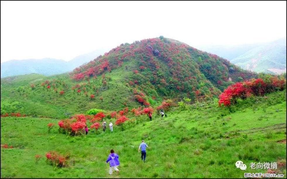 【春天，广西桂林灌阳县向您发出邀请！】宝盖山上映山红 - 游山玩水 - 通化生活社区 - 通化28生活网 th.28life.net