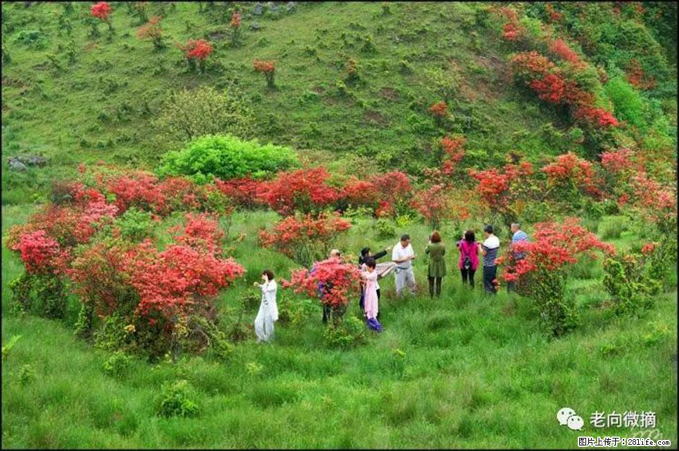【春天，广西桂林灌阳县向您发出邀请！】宝盖山上映山红 - 游山玩水 - 通化生活社区 - 通化28生活网 th.28life.net