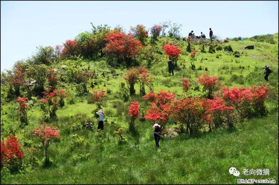 【春天，广西桂林灌阳县向您发出邀请！】宝盖山上映山红 - 游山玩水 - 通化生活社区 - 通化28生活网 th.28life.net