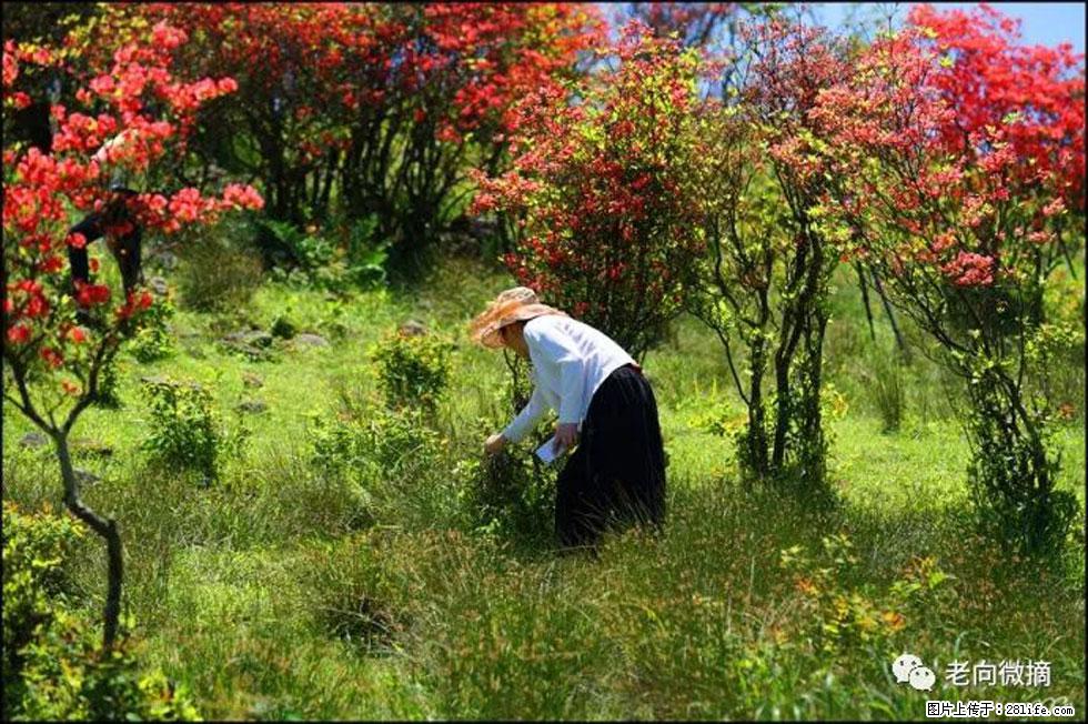 【春天，广西桂林灌阳县向您发出邀请！】宝盖山上映山红 - 游山玩水 - 通化生活社区 - 通化28生活网 th.28life.net