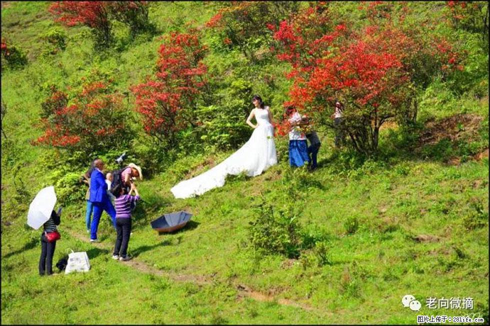 【春天，广西桂林灌阳县向您发出邀请！】宝盖山上映山红 - 游山玩水 - 通化生活社区 - 通化28生活网 th.28life.net