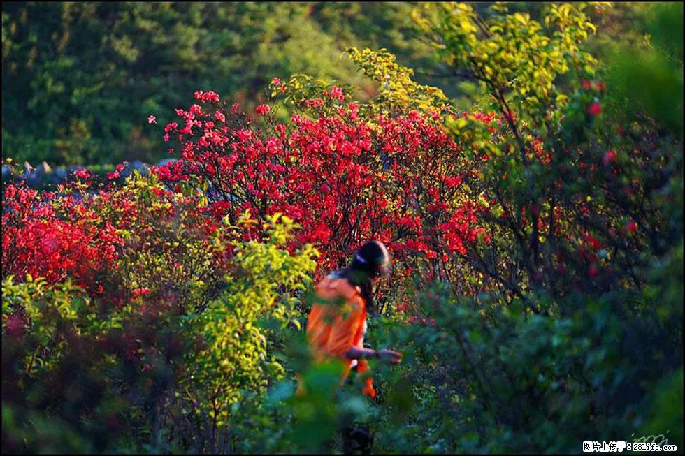 【春天，广西桂林灌阳县向您发出邀请！】春木界上映山红 - 游山玩水 - 通化生活社区 - 通化28生活网 th.28life.net