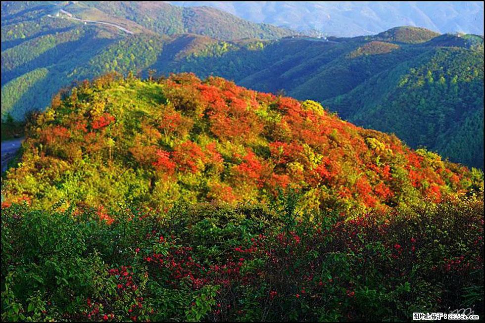 【春天，广西桂林灌阳县向您发出邀请！】春木界上映山红 - 游山玩水 - 通化生活社区 - 通化28生活网 th.28life.net