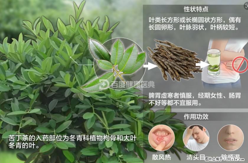 苦丁茶有哪些功效和作用 - 生活百科 - 通化生活社区 - 通化28生活网 th.28life.net