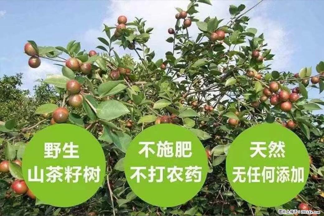 【灌阳县油茶产业示范区】一个有着充实的精神生活的人，对待身外之物自会有一种淡泊的态度 - 美食天地 - 通化生活社区 - 通化28生活网 th.28life.net