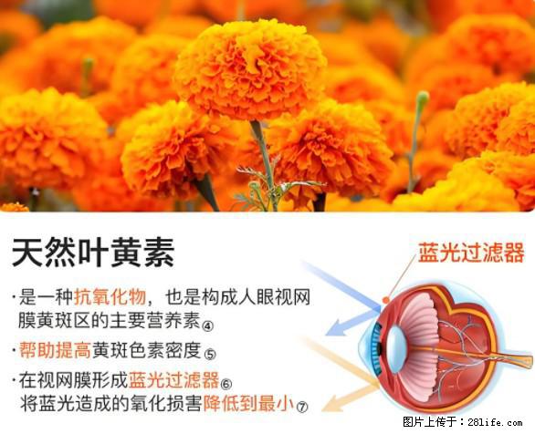 叶黄素有什么功效和作用 - 生活百科 - 通化生活社区 - 通化28生活网 th.28life.net