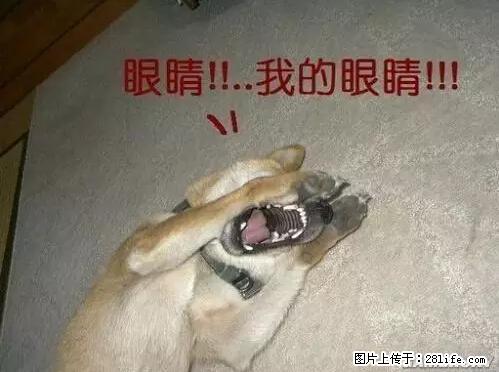 笑癫了！一女的怀孕三年未生，他终于忍不住了... - 娱乐八卦 - 通化生活社区 - 通化28生活网 th.28life.net