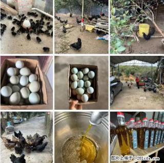 油茶园从小鸡仔开始养起的纯土鸡、土鸡蛋可以预定啦！还有前几天刚榨的纯山茶油哦 - 通化28生活网 th.28life.net