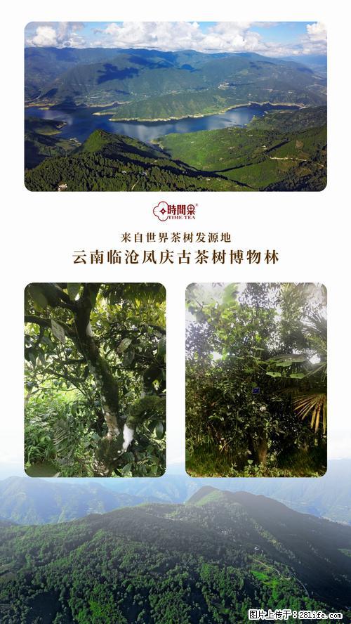 时间果百年古树2025年春红茶 - 购物交流 - 通化生活社区 - 通化28生活网 th.28life.net