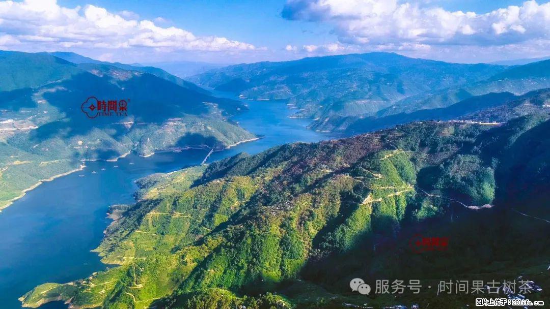 时间果百年古树龙珠普洱生茶 - 购物交流 - 通化生活社区 - 通化28生活网 th.28life.net