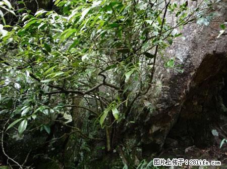 平乐石崖茶，珍贵仅次于金花茶 - 通化生活资讯 - 通化28生活网 th.28life.net