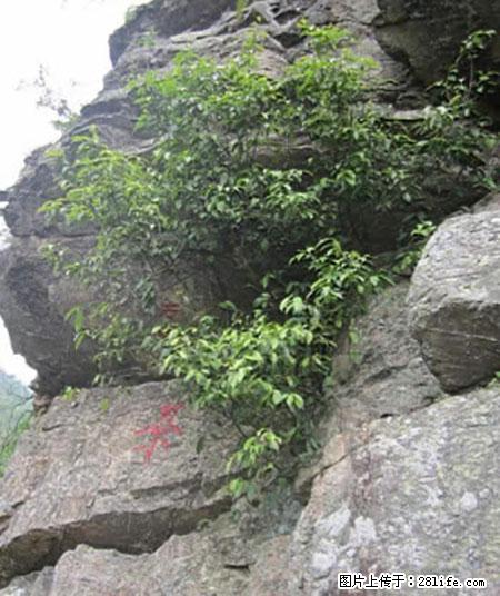 平乐石崖茶，珍贵仅次于金花茶 - 通化生活资讯 - 通化28生活网 th.28life.net
