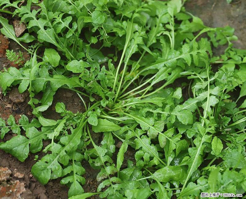 这些蔬菜是“天然钙片”，这6种被医生重点推荐 - 通化生活资讯 - 通化28生活网 th.28life.net