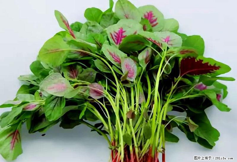 这些蔬菜是“天然钙片”，这6种被医生重点推荐 - 通化生活资讯 - 通化28生活网 th.28life.net