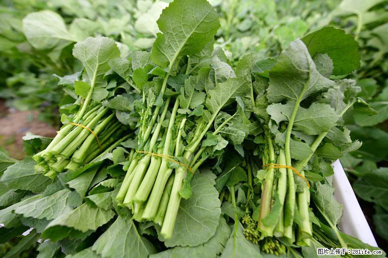 这些蔬菜是“天然钙片”，这6种被医生重点推荐 - 通化生活资讯 - 通化28生活网 th.28life.net